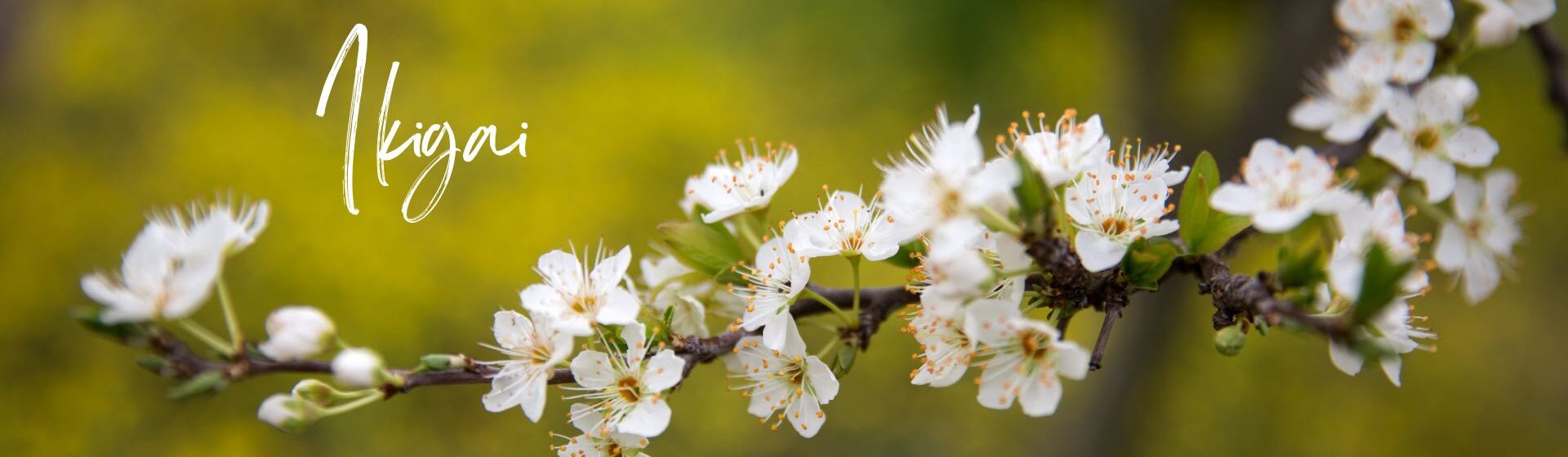 ikigai academia aspect ratio 1920 560