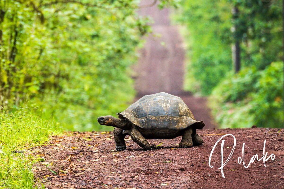 polako istrien1 aspect ratio 650 433